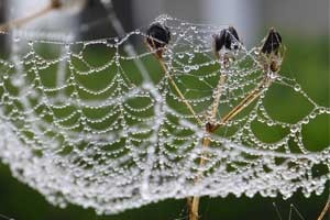 Spiders Web