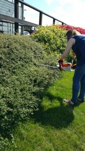 Cordless Hedge Trimmer