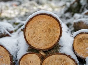 Winter is Coming- How to get the best from your Chainsaw in time for winter.